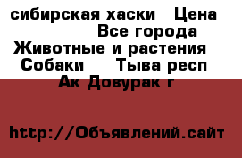 l: сибирская хаски › Цена ­ 10 000 - Все города Животные и растения » Собаки   . Тыва респ.,Ак-Довурак г.